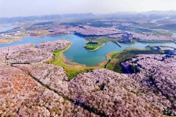 贵州平坝农场樱花园,世界最大樱花基地,面积达1.3万亩