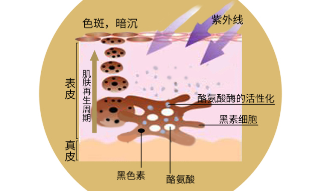 那种人口_人口普查(2)