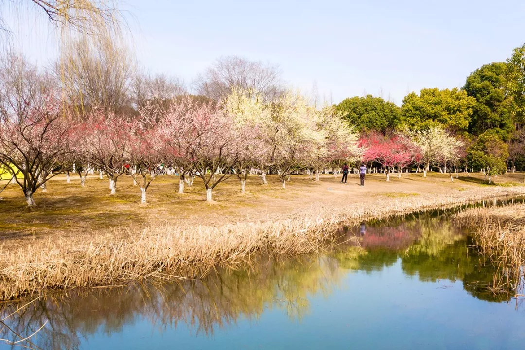 留园 | 摄影:吴人少白 梅涧型赏梅推荐地: 白塘植物园,东沙湖生态