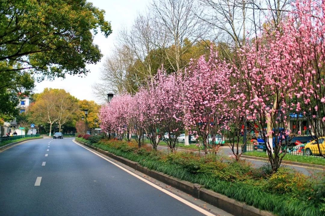 美人梅、红叶李、桃花、樱花…城区春季赏花攻