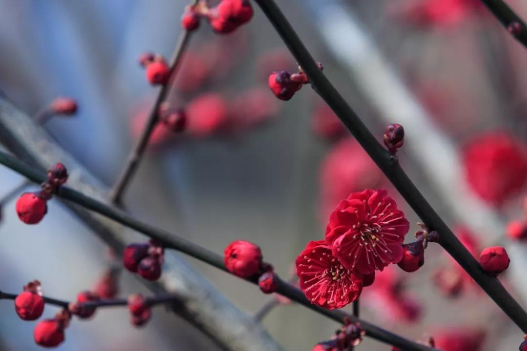 了解梅花的种类,让我们更好的观赏它!