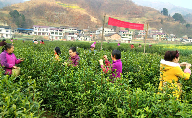 3月11日,宁强县燕子砭镇寄刀沟村的茶农在标准化无性系茶园里采摘春茶