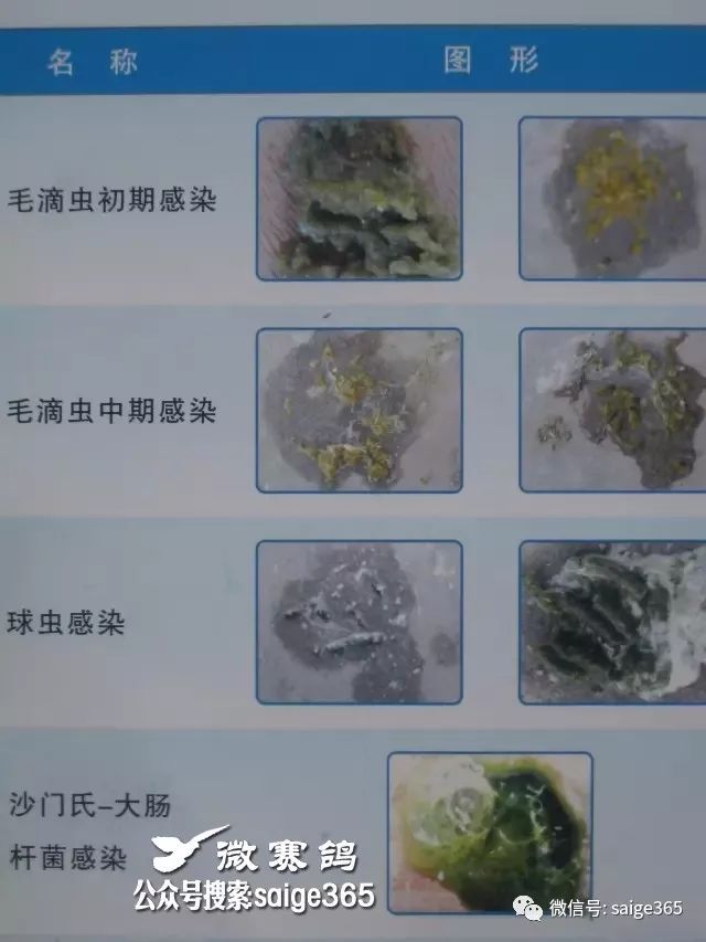 【鸽经验】早晨看粪便,最全的鸽粪图片大全,看粪识鸽病,有图有注解有