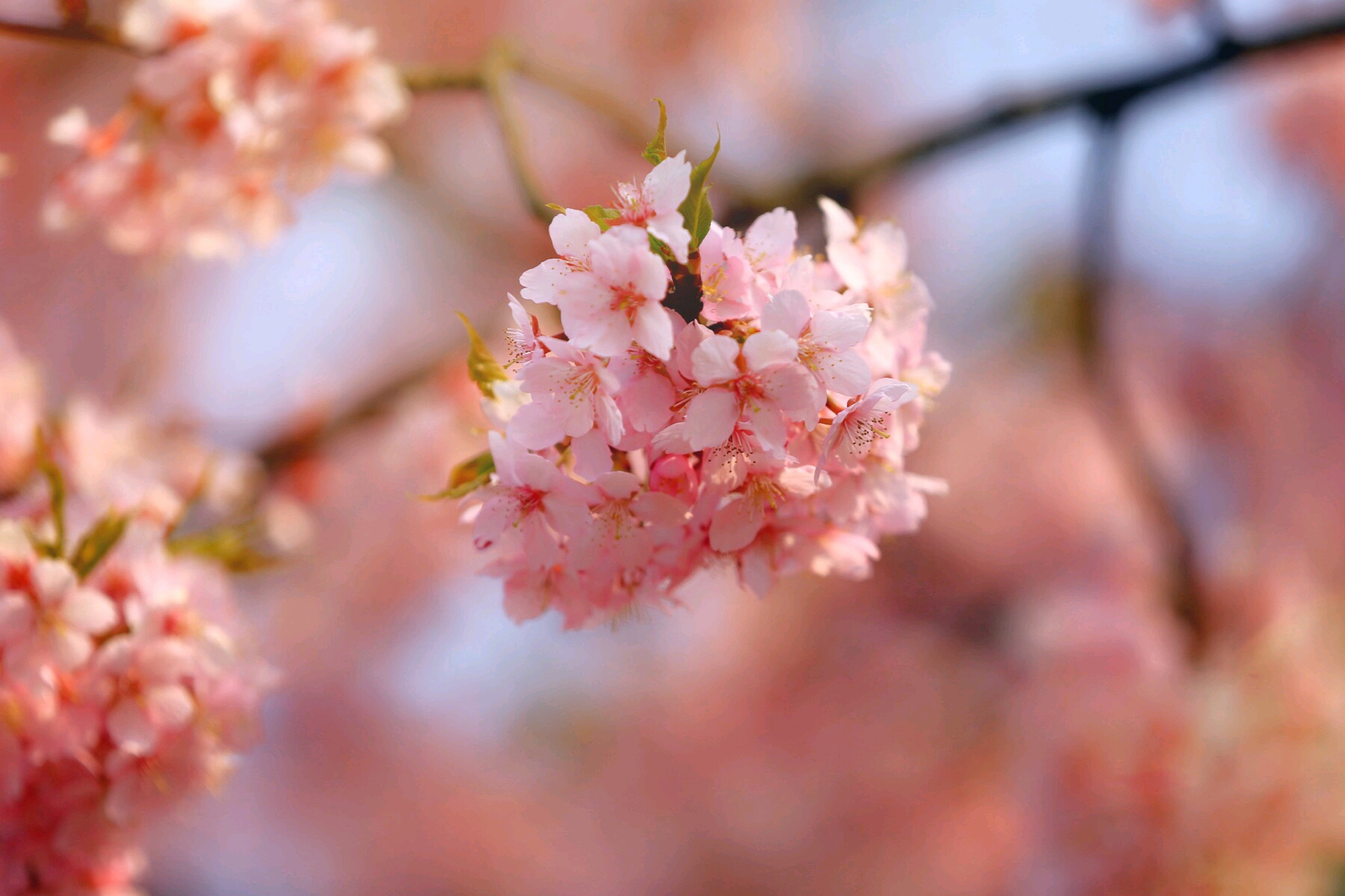 观桐柏四季,赏醉美樱花