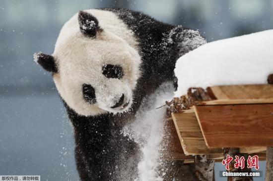 资料图:大熊猫在雪中玩耍.