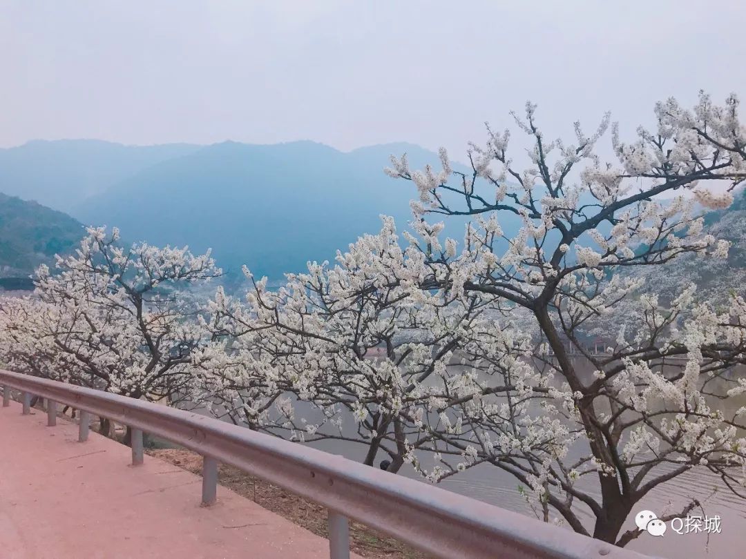 爬坡上坎32周日去云雾山下的花海仙境人少花美可垂钓