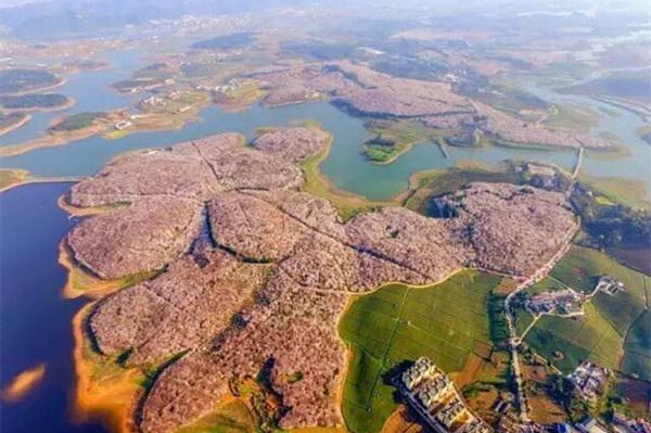 旅游 正文  平坝农场樱花园,位于贵州贵安新区高峰镇北部,红枫湖上游