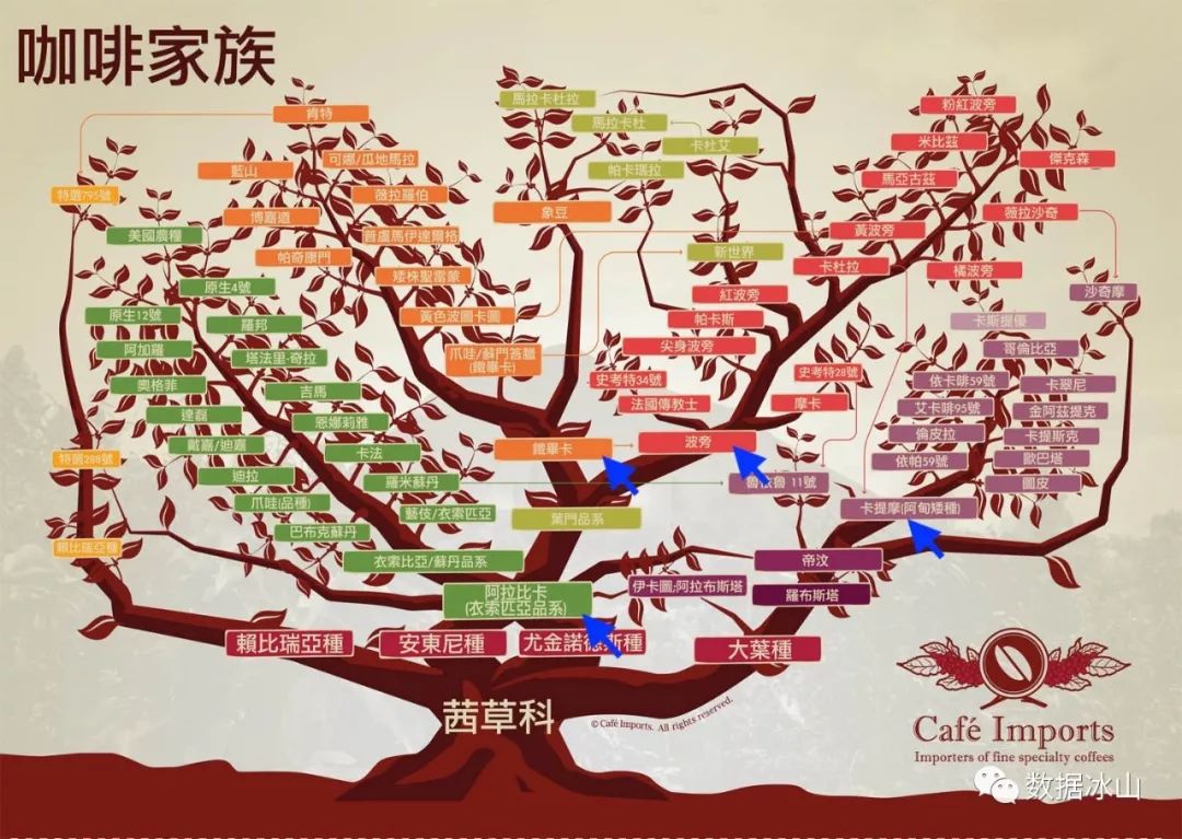 咖啡家族图谱中文版,来源:cafe imports