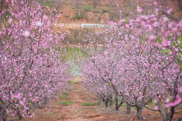 花都区——桃花  要说广州哪里的桃花运最旺盛  白云区——油菜花