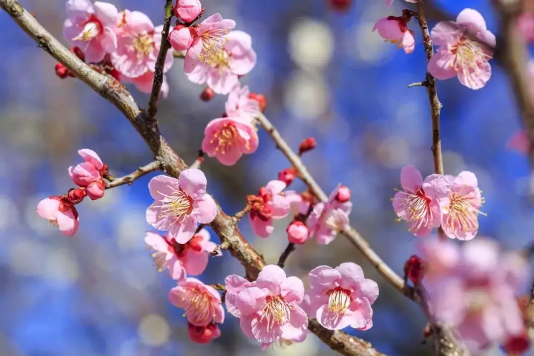 三月梅花绽放 不赏花岂不白瞎