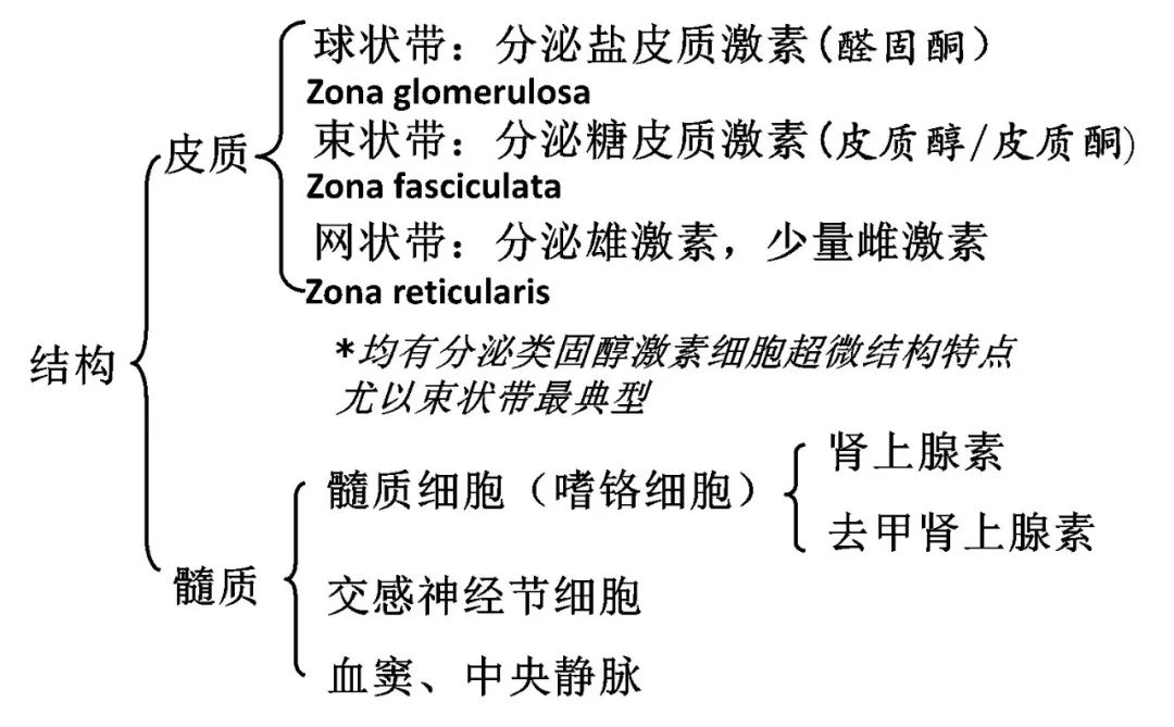 肾上腺解剖及功能