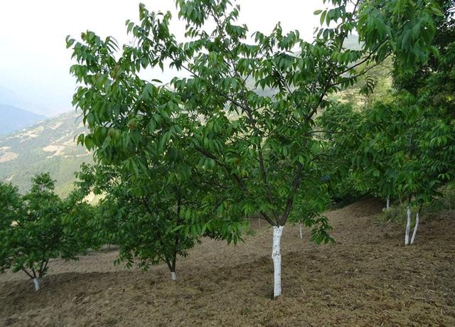 核桃树栽培技术|核桃树树形管理
