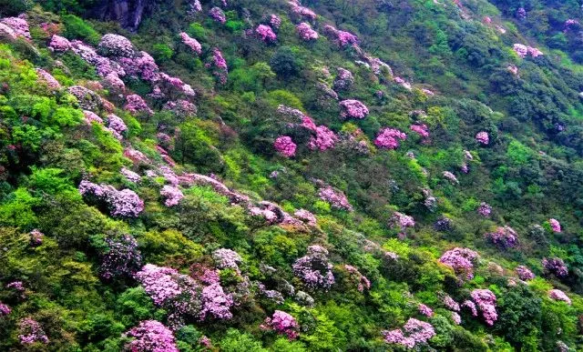 岳阳县相思山景区