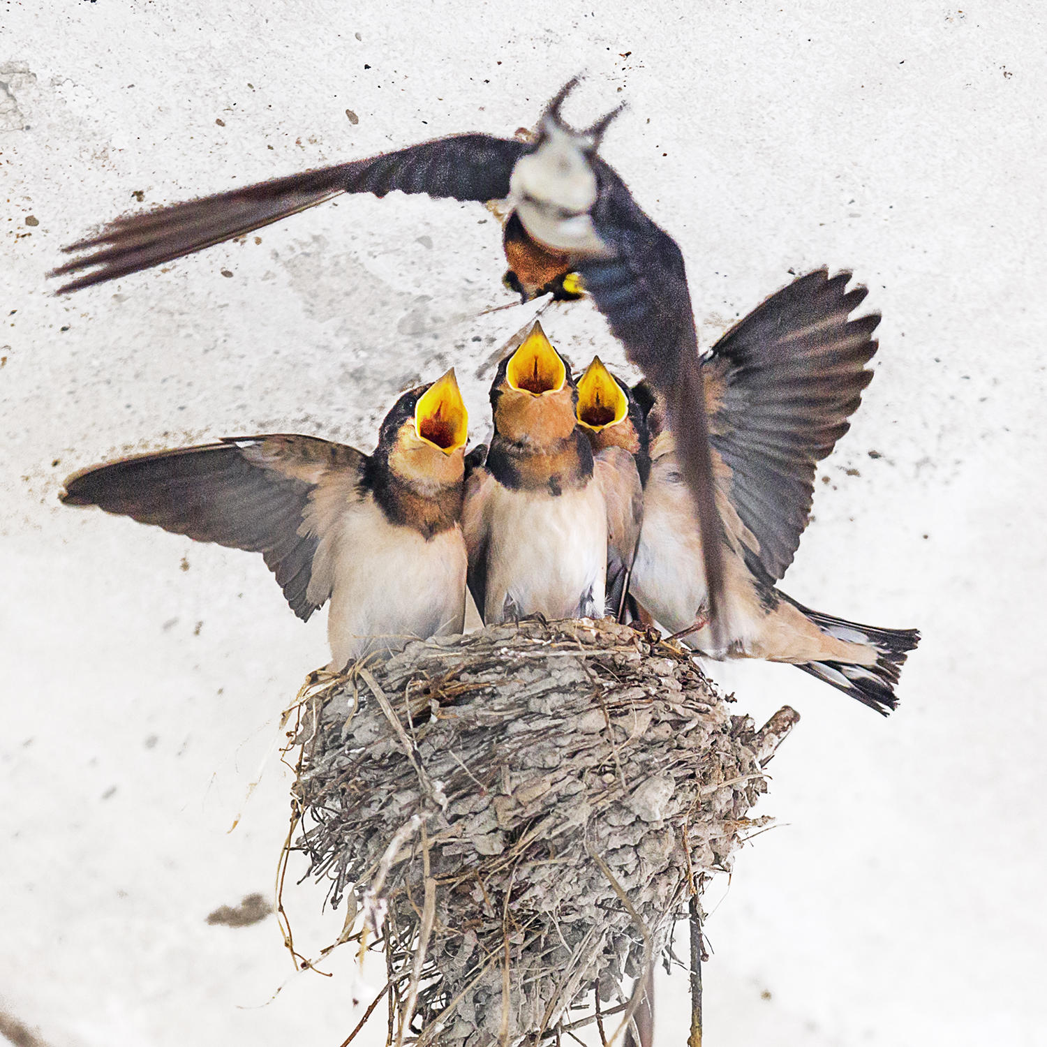 几只刚刚孵出不久的小鸟在窝里嗷嗷待哺,鸟妈妈将寻来的食物嘴对嘴