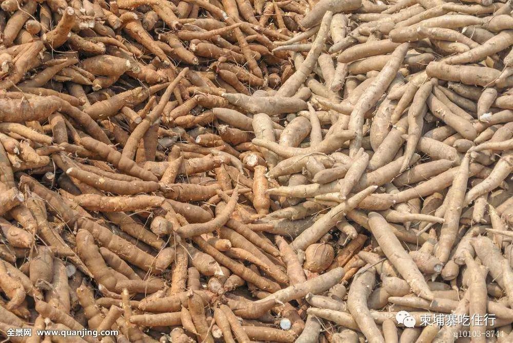 中企将在柬建规模最大的木薯粉加工厂