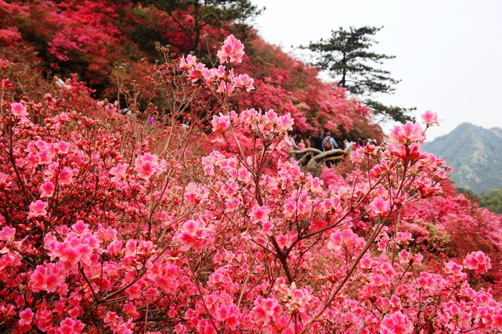 娱乐八卦早已让人看花了眼,安利一波不做作的杜鹃