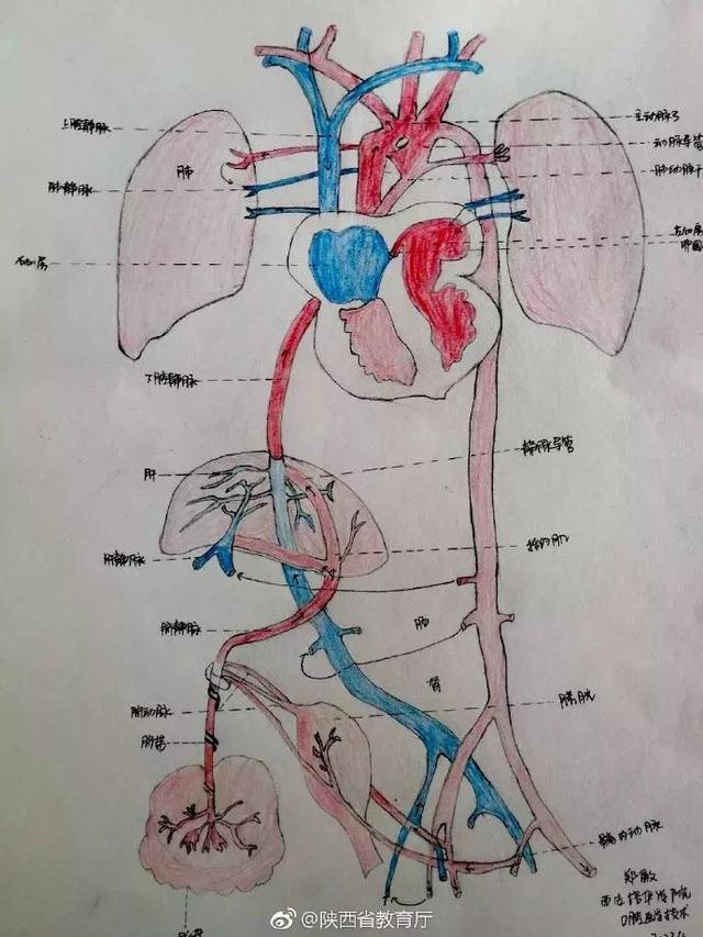 西安这所高校医学生办了个解剖图展览 不会画画都不敢学医了