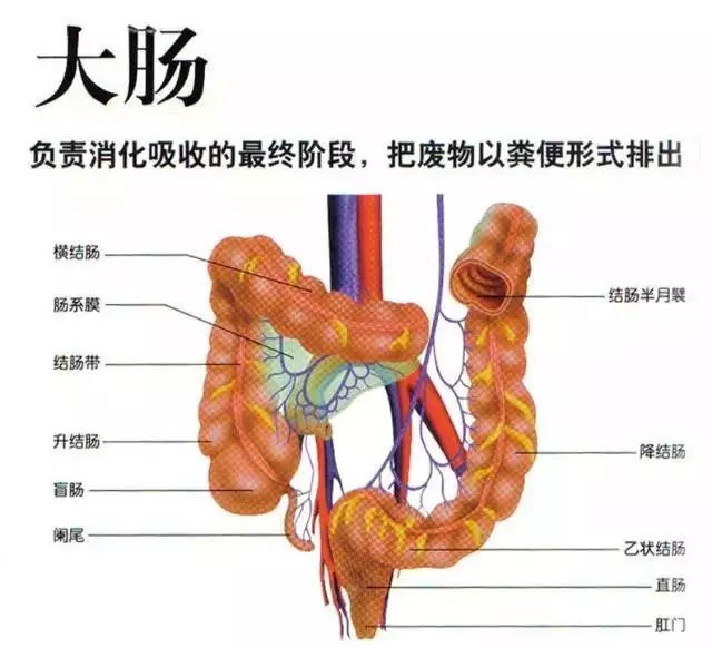 大肠 对人体内的"食物残渣"进行最后一道工序加工 提取部分水分及