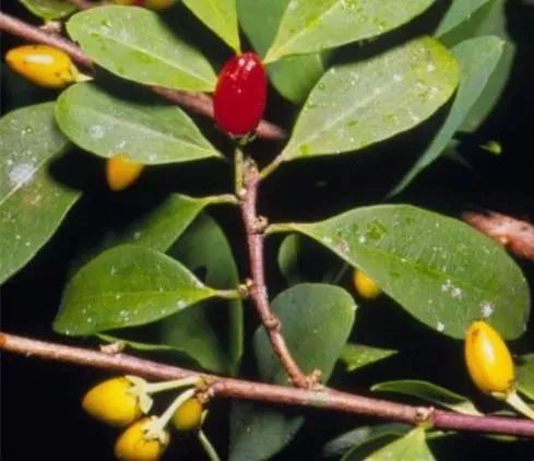 是从罂粟科植物罂粟提取出来的生物碱.