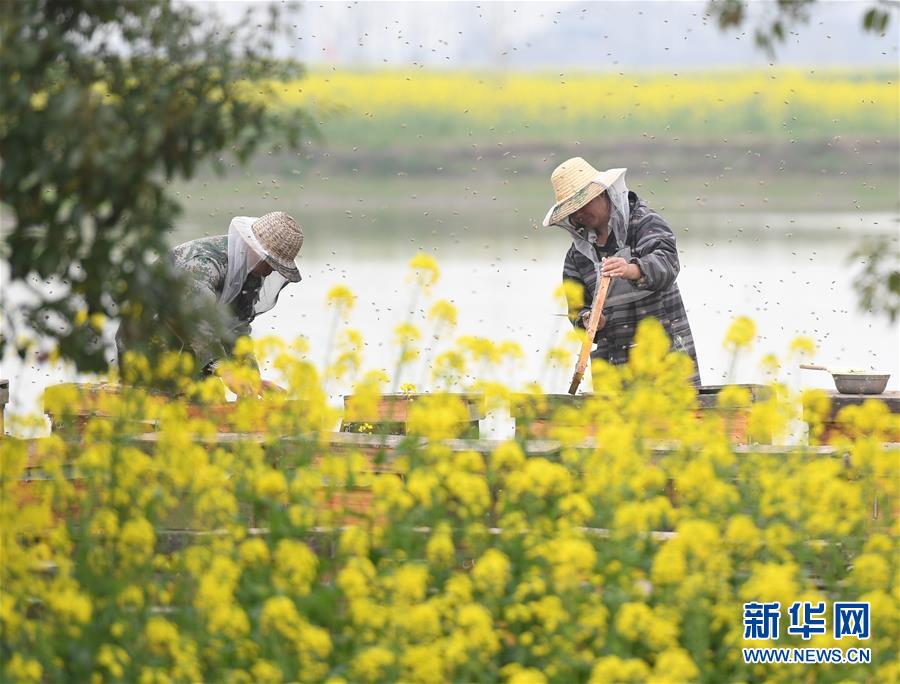 湖北潜江：金色花海采蜜忙(图2)