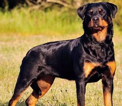 原产德国的十大名犬,你知道几个?