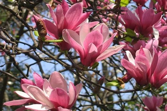 旅游 正文  3月玉兰花开放时一树高洁,衬着春日里的蓝天真让人心旷神