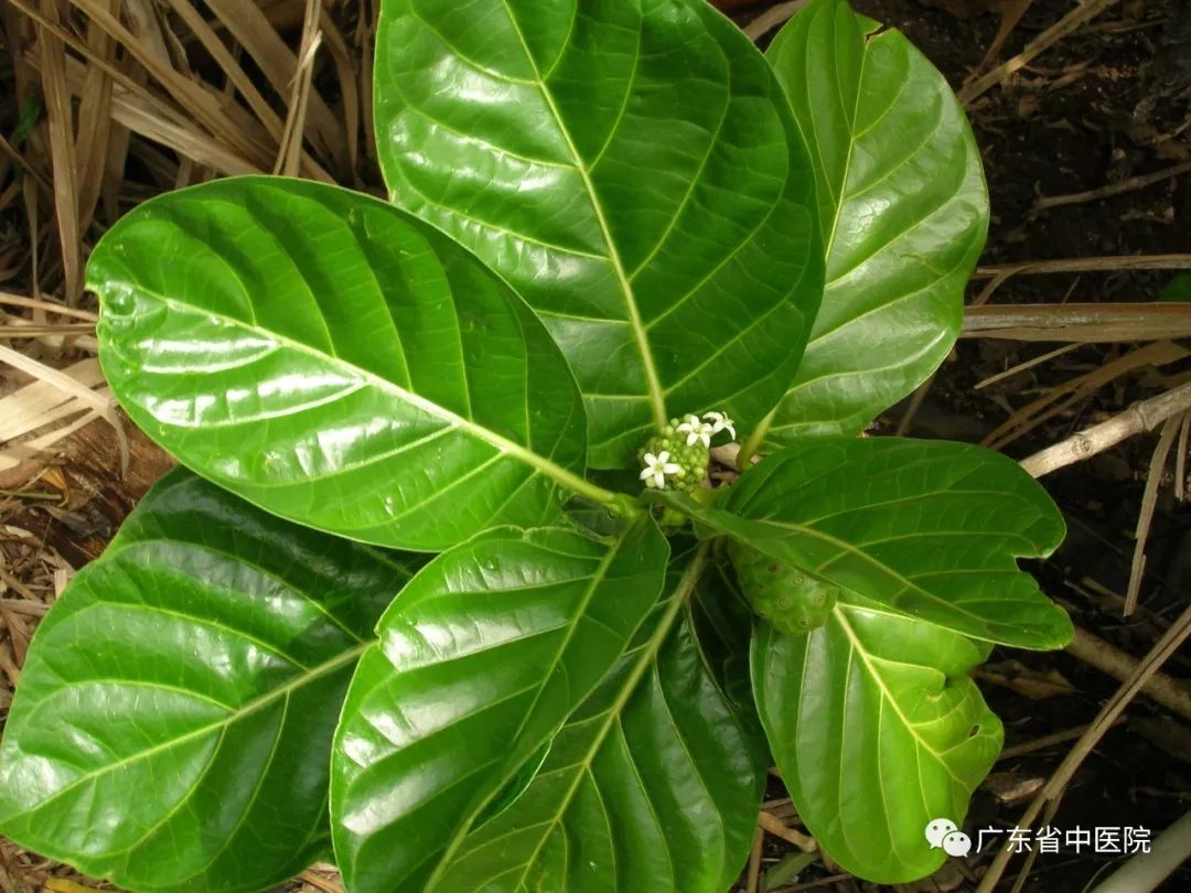 巴戟天这种植物,冬天叶子也不凋落,《本草乘雅半偈》中说它"草木至冬