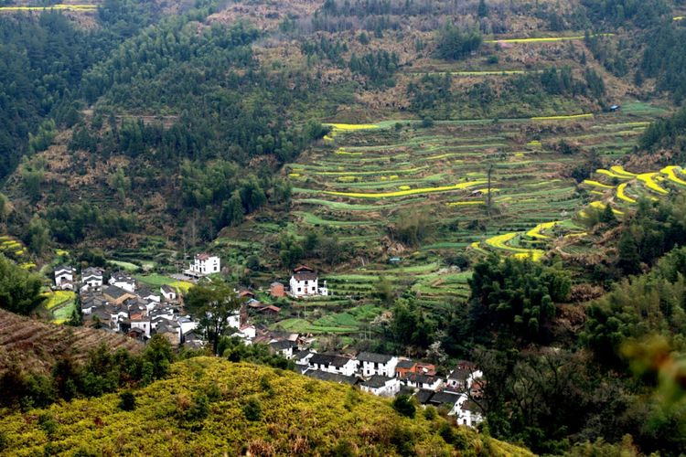 旅游 正文 世外桃源汪槎村,汪槎的梯田油菜花和江岭的风格完全不一样