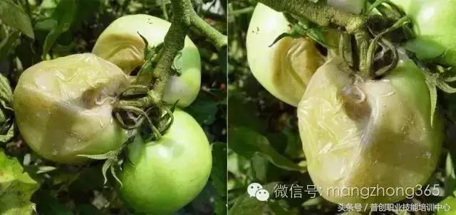 番茄25种病害及防治大全(推荐!