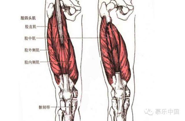 大腿二頭筋腱