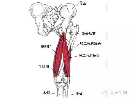 大腿二頭筋腱