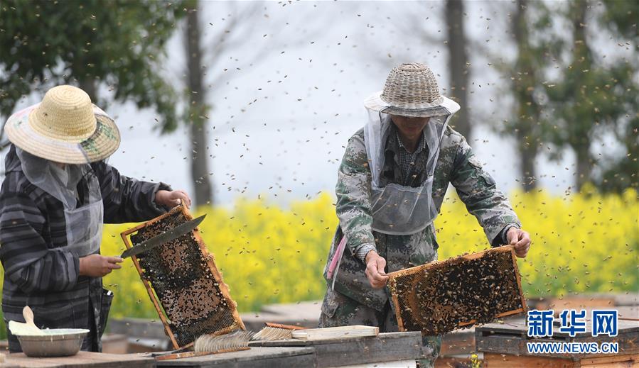 湖北潜江：金色花海采蜜忙(图1)