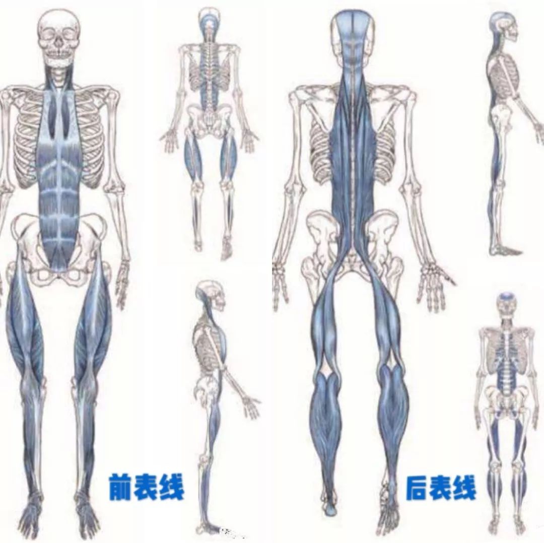 并根据部位与作用,分为前表线,后表线,体侧线和螺旋线.