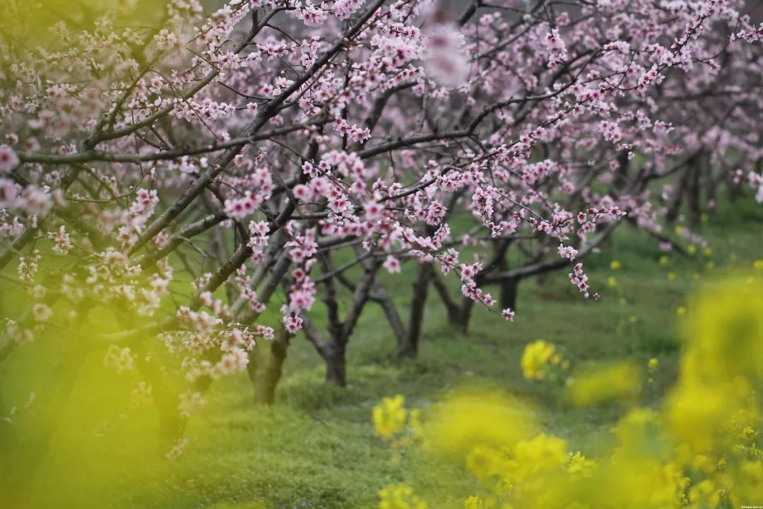 活动通知:3月17日第二届仪陇县险岩桃花节 精彩不容错过