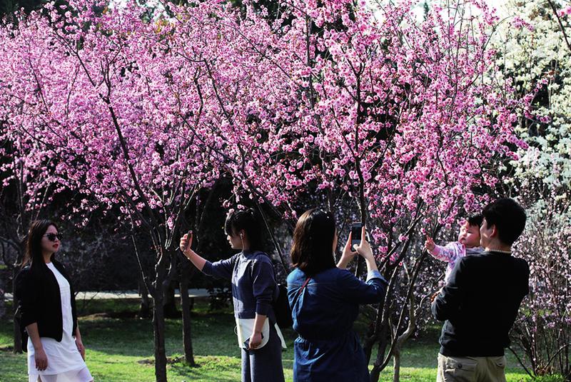 西安市内赏花去哪里?陕师大的玉兰花开正当时