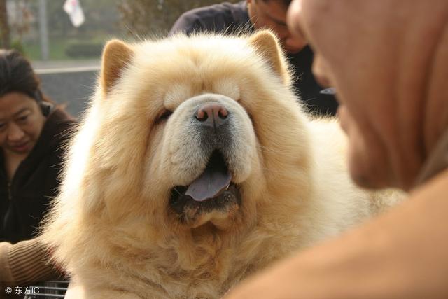 如果还有选择的机会,我一定不养松狮犬!