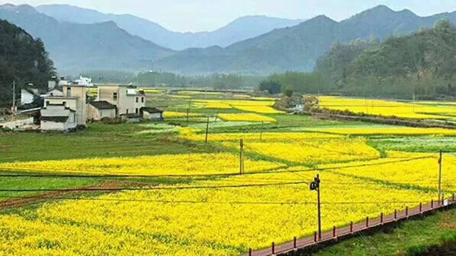 "金色花海,乡愁柯村"第八届黄山黟县柯村油菜花节3月25日开幕啦!