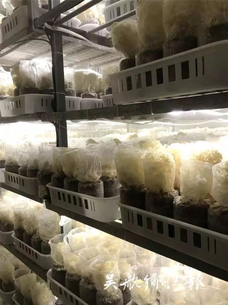 试验种植绣球菌并获得成功,并于2017年5月投产开发绣球菌工厂化栽培