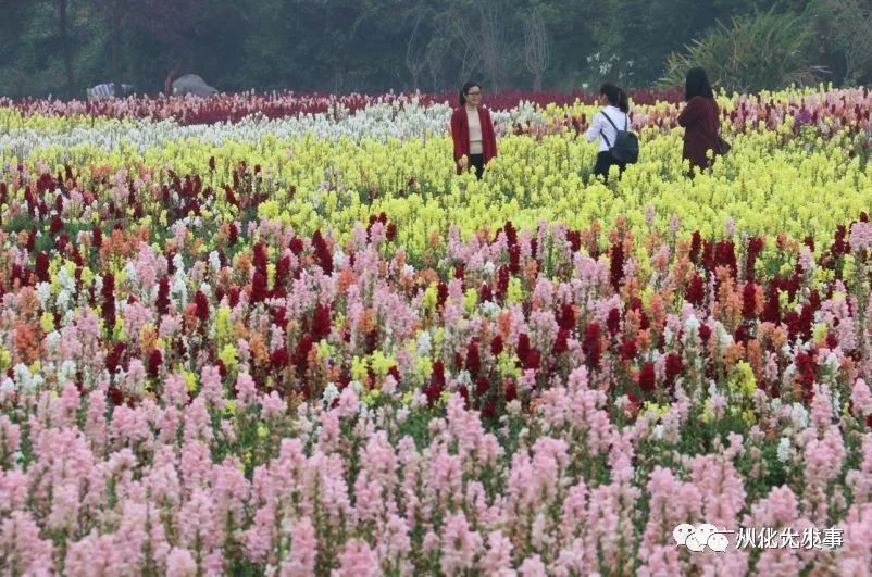 从化万花园上央视直播节目了!送你精彩现场花絮!