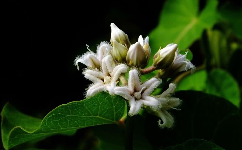 桂东县首次发现原生于东北的植物——萝藦,美得不像话!
