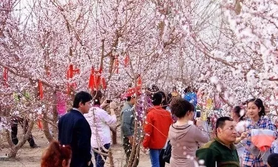 城前镇蓝陵桃花源景区活动时间:4月5—7日第四届蓝陵桃花会活动地点