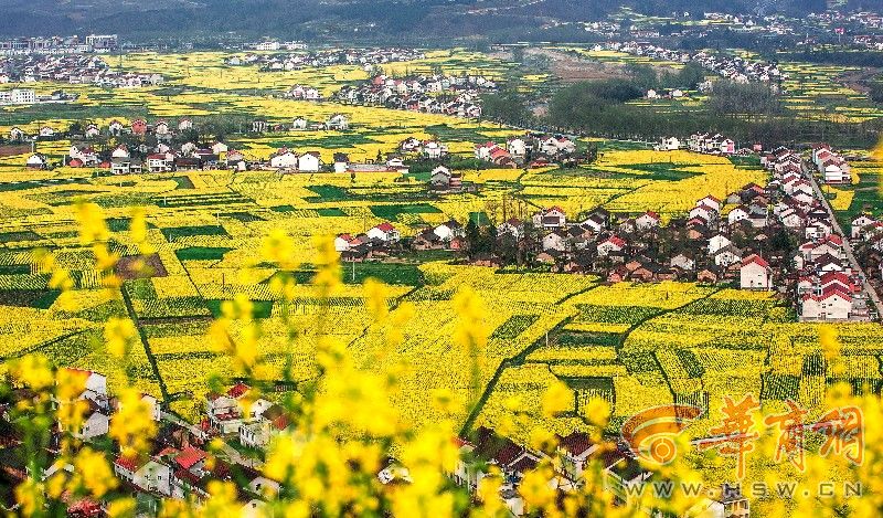 汉中油菜花节18日勉县启动 还能看越野赛,电影展