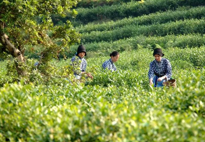 但由于太湖洞庭东西山 茶乡旅游热潮兴起 部分风景名胜区茶园 已作为