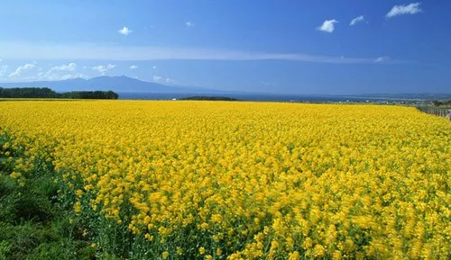 迎接"油菜花节"