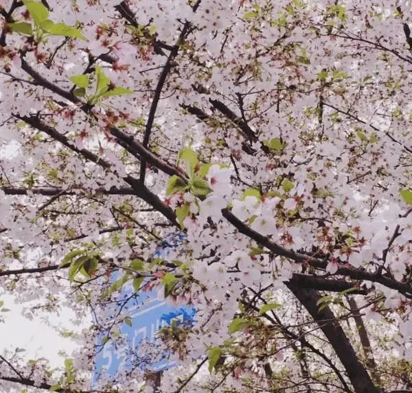 虹口鲁迅公园  虹口区四川北路2288号 鲁迅公园樱花展将于3月18日