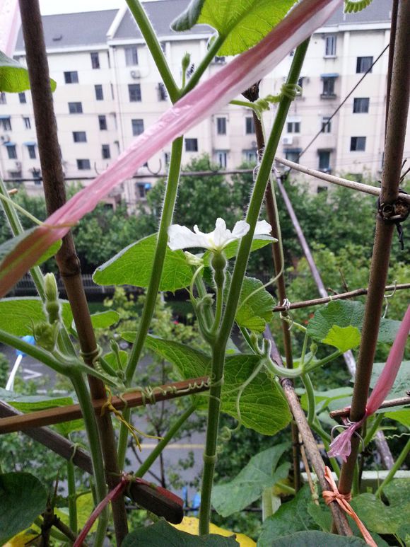 分享手捻葫芦种植过程