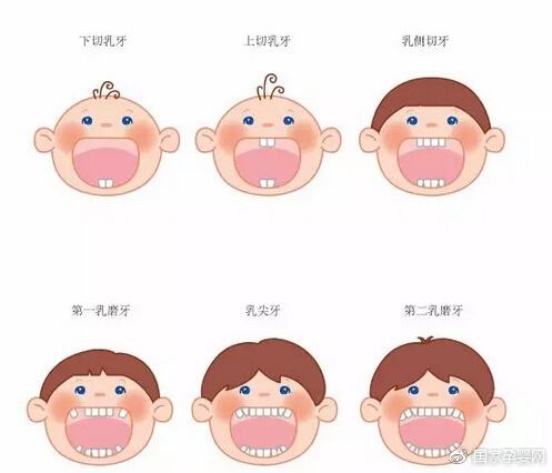 10-14个月 下齿槽长出两颗侧切牙 12-18个月 下齿槽长出两颗第一乳