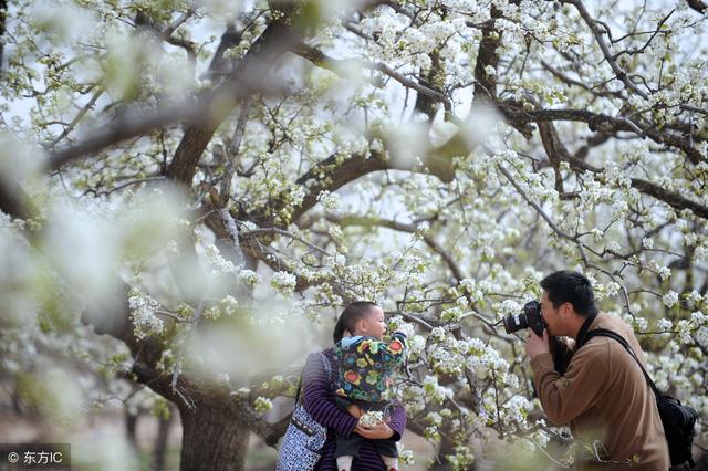 北京这8种花 从3月中旬开到5月 让春天成为北京最美的季节