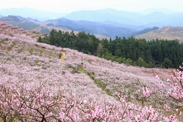 浏阳大围山的漂流大家可能很熟悉,但是这两年新种植了7000亩的桃树