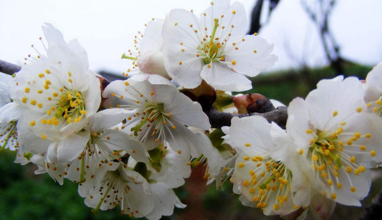 樱桃花